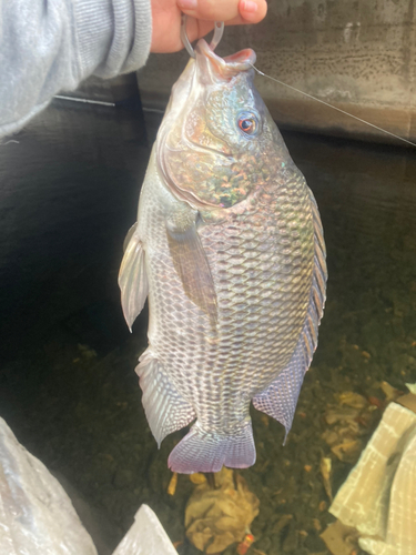 ナイルティラピアの釣果