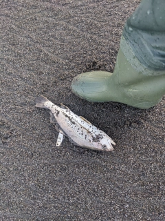 ニベの釣果