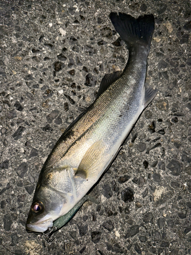 セイゴ（マルスズキ）の釣果