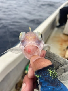 オオヒメの釣果