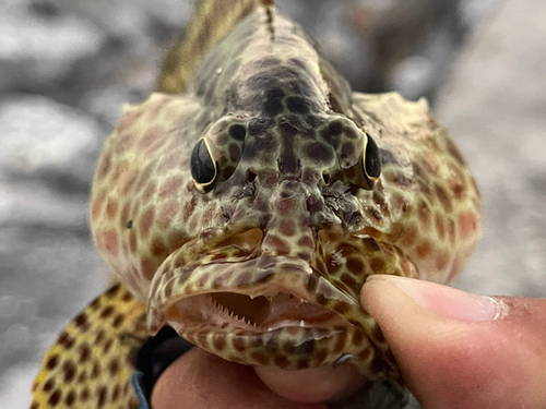 カンモンハタの釣果