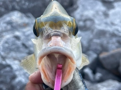 ヒトスジタマガシラの釣果