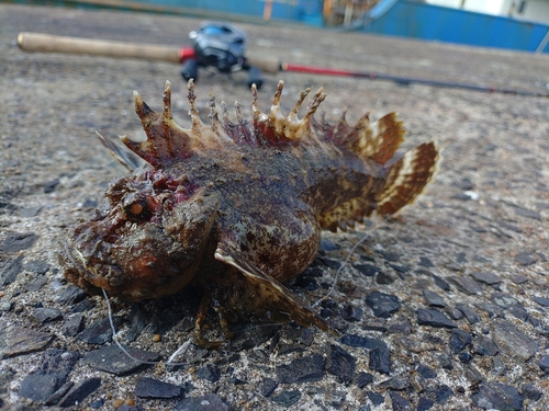 オニオコゼの釣果