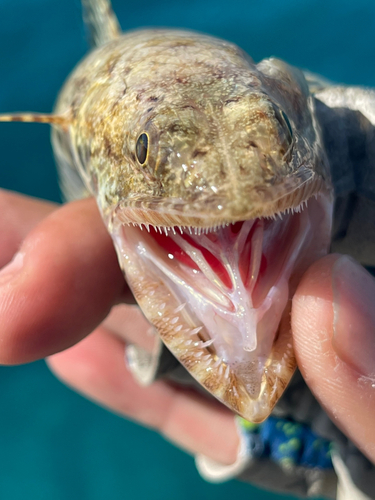 エソの釣果