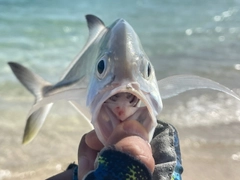 エソの釣果