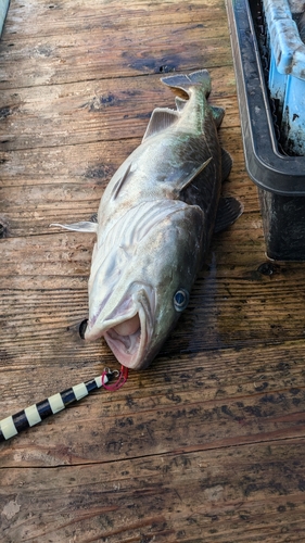 タラの釣果