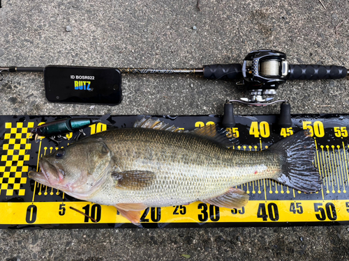 ブラックバスの釣果