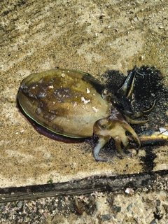 コウイカの釣果