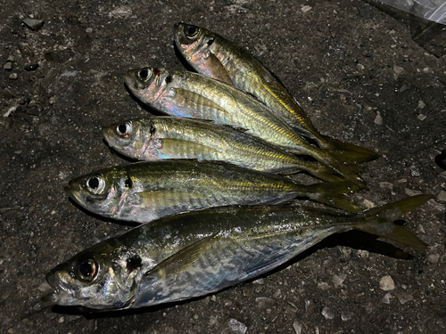 アジの釣果