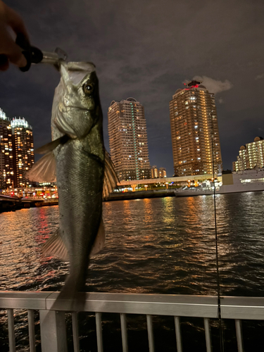 スズキの釣果