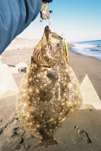 ヒラメの釣果