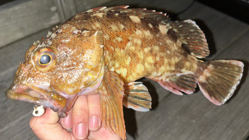 カサゴの釣果