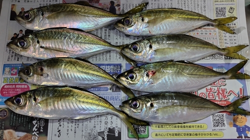 アジの釣果