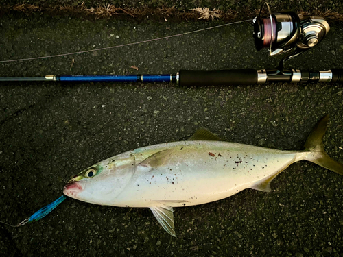 ヤズの釣果