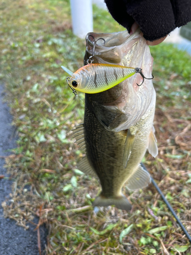 ブラックバスの釣果