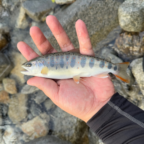 アマゴの釣果