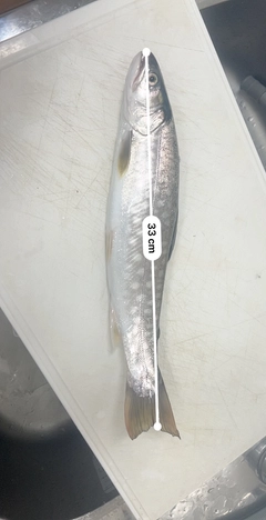 アメマスの釣果