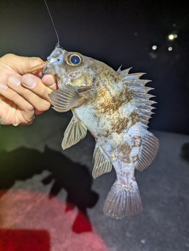 メバルの釣果