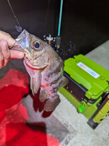 メバルの釣果