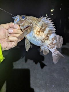 メバルの釣果