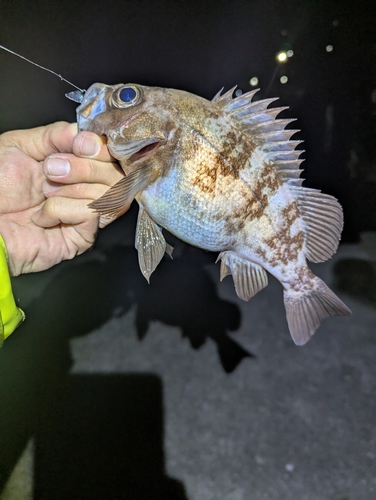 メバルの釣果