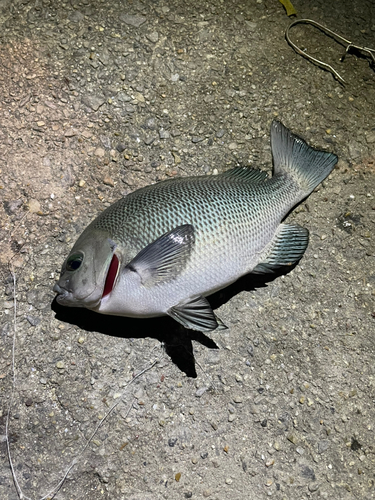 グレの釣果