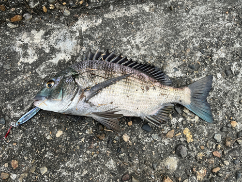 チヌの釣果