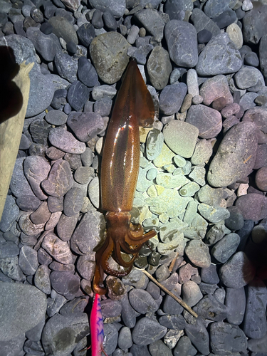 スルメイカの釣果