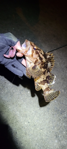 タケノコメバルの釣果