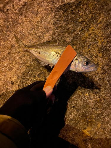 マアジの釣果