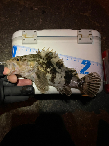 タケノコメバルの釣果