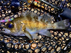 シロメバルの釣果