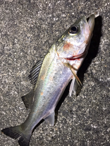 セイゴ（マルスズキ）の釣果