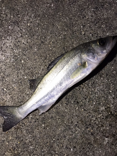 セイゴ（マルスズキ）の釣果