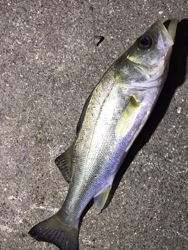 霞釣り公園