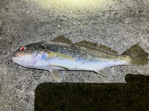 イシモチの釣果