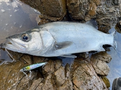 ヒラスズキの釣果