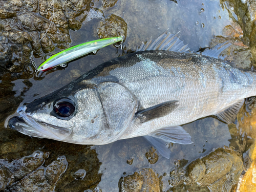 ヒラスズキの釣果