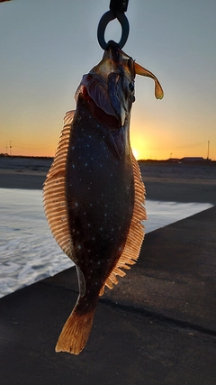 ソゲの釣果