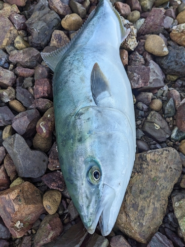 ハマチの釣果