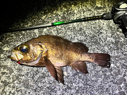 メバルの釣果