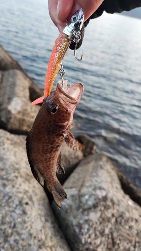 オオモンハタの釣果