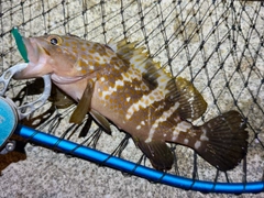 アコウの釣果