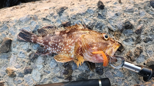 カサゴの釣果