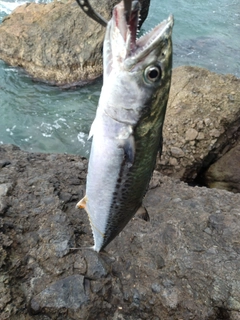 サゴシの釣果