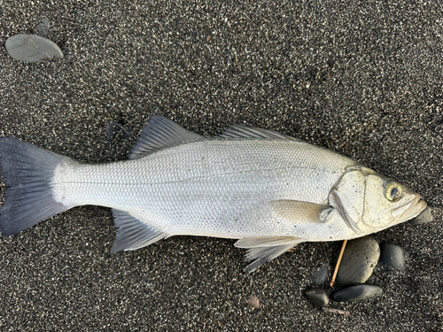 セイゴ（ヒラスズキ）の釣果