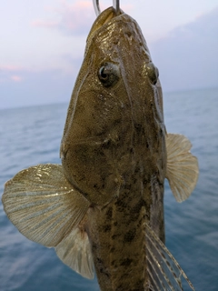 マゴチの釣果