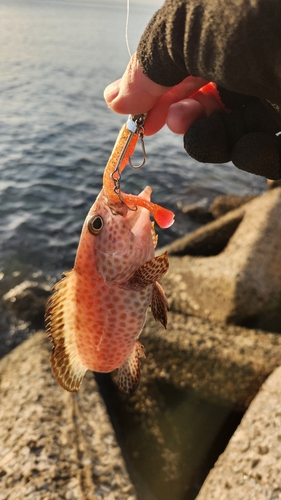 オオモンハタの釣果