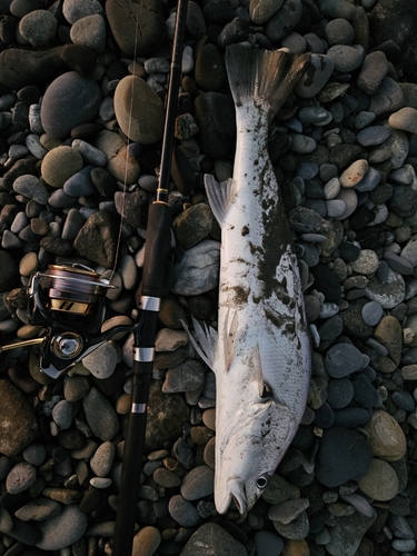 オオニベの釣果