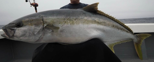 ヒラマサの釣果